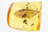 Fossil Dark-Winged Fungus Gnat and Crane Fly Wing in Baltic Amber #325477-1